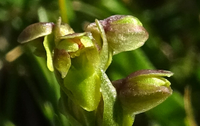 Chamorchis alpina